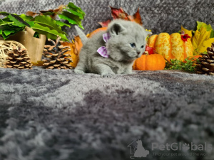 Zusätzliche Fotos: Atemberaubende britische Kurzhaar Champion Bloodline Kittens