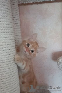 Foto №4. Ich werde verkaufen kurilen bobtail in der Stadt Стамбул. vom kindergarten, züchter - preis - 568€