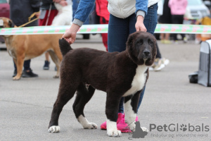 Foto №3. Welpen SAO (Zentralasiatischer Schäferhund). Litauen