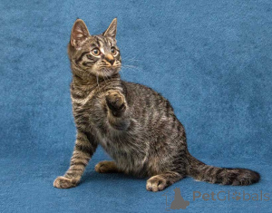 Foto №4. Ich werde verkaufen  in der Stadt Moskova. quotient 	ankündigung - preis - Frei