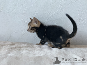 Foto №4. Ich werde verkaufen bengal katzenrasse in der Stadt Birmingham. quotient 	ankündigung, vom kindergarten, züchter - preis - verhandelt