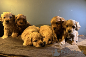 Foto №4. Ich werde verkaufen maltipu in der Stadt Leingarten. quotient 	ankündigung - preis - 800€