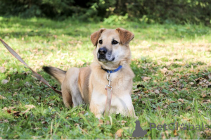 Foto №2 zu Ankündigung № 138782 zu verkaufen mischlingshund - einkaufen Russische Föderation 