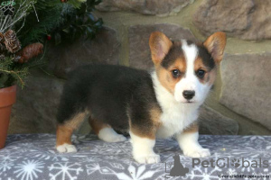 Foto №2 zu Ankündigung № 63531 zu verkaufen welsh corgi - einkaufen USA 