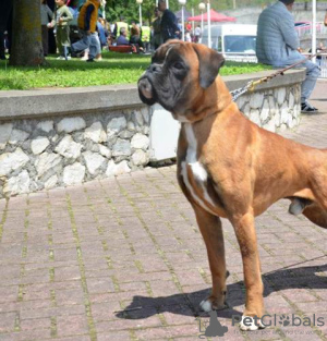 Zusätzliche Fotos: Deutscher Boxer, junger Hund