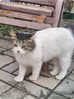Foto №3. Kitty Sonia sucht ein Zuhause!. Russische Föderation