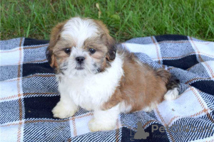 Foto №2 zu Ankündigung № 133192 zu verkaufen shih tzu - einkaufen Polen quotient 	ankündigung