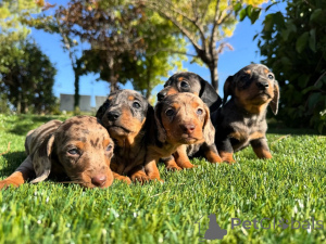 Foto №1. dackel - zum Verkauf in der Stadt Madrid | verhandelt | Ankündigung № 160831
