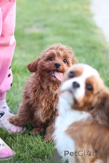 Foto №3. Kavapu Welpen, einzigartige Designerrasse. Weißrussland