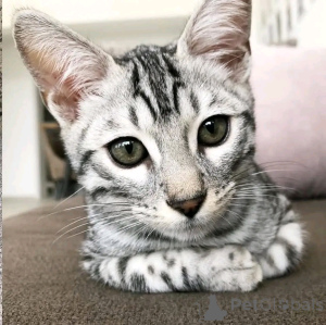 Foto №3. 5 Bengalkattungar wiederholen für neuen Saum. Deutschland