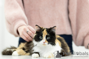 Zusätzliche Fotos: Tricolor Katze Zhadi in guten Händen