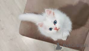 Foto №3. Chatons Angora-Türken zum Verkauf. Belgien