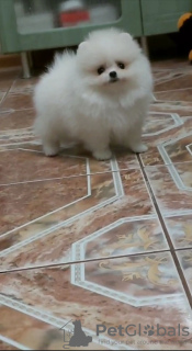 Foto №2 zu Ankündigung № 133386 zu verkaufen pommersche spitz - einkaufen Deutschland quotient 	ankündigung