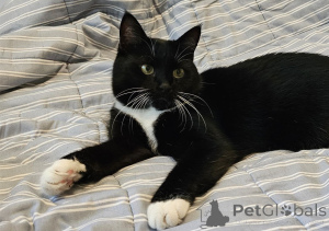 Foto №3. Charmante Katze Sonya als Geschenk. Weißrussland