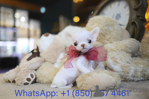 Foto №3. Dean Janet Kay Welpen Haus. USA