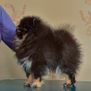 Foto №2 zu Ankündigung № 5999 zu verkaufen mischlingshund - einkaufen Russische Föderation züchter