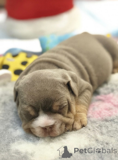 Foto №3. Von KC registrierte englische Bulldoggenwelpen, vollständig gesundheitsgeprüfte. Frankreich