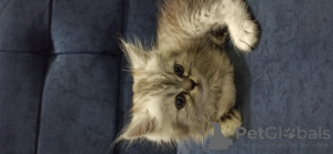 Foto №4. Ich werde verkaufen perserkatze in der Stadt Hurghada. quotient 	ankündigung - preis - 74€