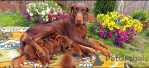 Foto №3. Dobermann WUNDERSCHÖNE Welpen. Serbien