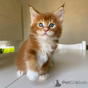 Foto №2 zu Ankündigung № 136791 zu verkaufen maine-coon-katze - einkaufen Deutschland züchter