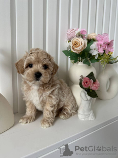 Foto №4. Ich werde verkaufen  in der Stadt Maryland City.  - preis - verhandelt