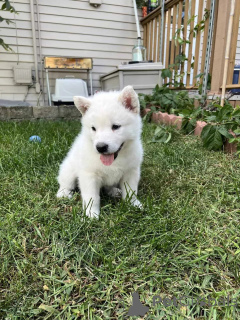 Foto №3. Alaskan Malamute-Welpen sind jetzt bereit!. USA