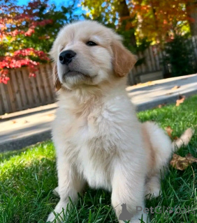 Foto №2 zu Ankündigung № 138866 zu verkaufen schnauzer - einkaufen Deutschland quotient 	ankündigung, züchter