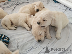 Zusätzliche Fotos: Golden Retriever-Welpen der Champion-Blutlinie sind jetzt zum Verkauf verfügbar