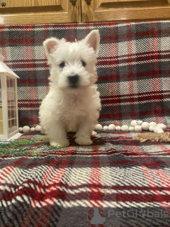 Foto №3. West Highland Terrier Welpen zu verkaufen. Deutschland