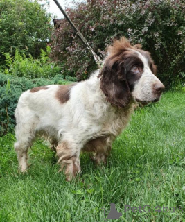 Foto №2 zu Ankündigung № 7216 zu verkaufen russian spaniel - einkaufen Russische Föderation aus dem tierheim