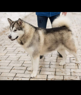 Foto №1. alaskan malamute - zum Verkauf in der Stadt Kiew | Verhandelt | Ankündigung № 3014