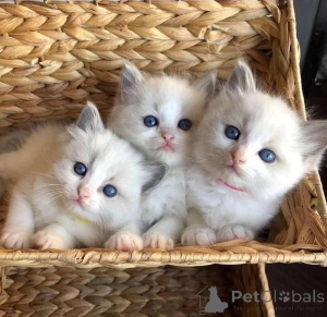 Foto №1. ragdoll-katze - zum Verkauf in der Stadt NYSA | 300€ | Ankündigung № 160592