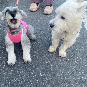 Foto №1. schnauzer - zum Verkauf in der Stadt Warschau | verhandelt | Ankündigung № 121847