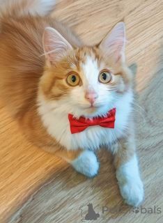 Foto №1.  - zum Verkauf in der Stadt Moskwa | Frei | Ankündigung № 159492