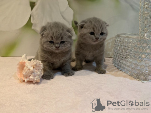 Zusätzliche Fotos: Scottish Fold-Kätzchen stehen zur Adoption zur Verfügung