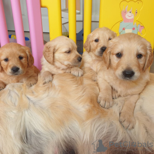 Foto №1. golden retriever - zum Verkauf in der Stadt Berlin | verhandelt | Ankündigung № 115949