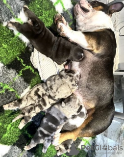 Foto №4. Ich werde verkaufen american bully in der Stadt New York.  - preis - 284€