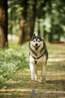 Foto №2 zu Ankündigung № 154204 zu verkaufen siberian husky - einkaufen Russische Föderation 