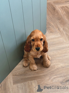 Foto №3. Lernen Sie Charlie kennen, den kleinen Herrn mit einem großen Herzen und einem. Deutschland