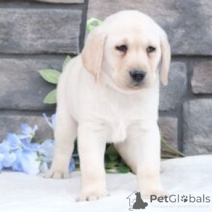 Foto №2 zu Ankündigung № 165899 zu verkaufen labrador retriever - einkaufen Deutschland quotient 	ankündigung