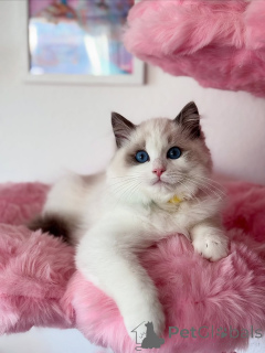 Foto №2 zu Ankündigung № 155567 zu verkaufen ragdoll-katze - einkaufen Luxemburg quotient 	ankündigung