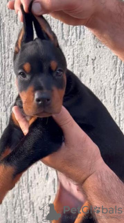 Zusätzliche Fotos: Dobermann-Welpen zu verkaufen