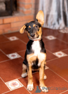 Foto №4. Ich werde verkaufen mischlingshund in der Stadt Moskova. quotient 	ankündigung - preis - Frei