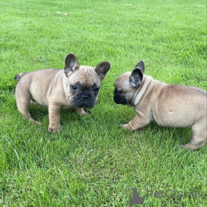 Foto №2 zu Ankündigung № 176155 zu verkaufen französische bulldogge - einkaufen Deutschland quotient 	ankündigung