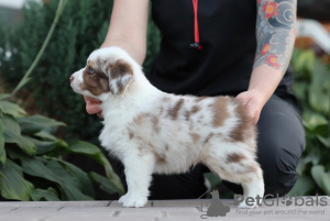 Foto №1. australian shepherd - zum Verkauf in der Stadt Tula | verhandelt | Ankündigung № 121903