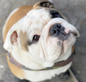 Foto №2 zu Ankündigung № 110828 zu verkaufen englische bulldogge - einkaufen Deutschland quotient 	ankündigung, vom kindergarten, züchter