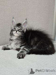 Foto №2 zu Ankündigung № 147112 zu verkaufen maine-coon-katze - einkaufen USA quotient 	ankündigung