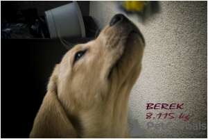 Foto №3. Labrador Retriever Welpen Keks. Polen