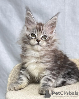 Foto №2 zu Ankündigung № 115127 zu verkaufen maine-coon-katze - einkaufen Deutschland 