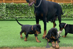 Foto №1. dobermann - zum Verkauf in der Stadt Leipzig | 500€ | Ankündigung № 149686